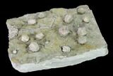 Blastoids and Crinoid Fossil Association Plate - Illinois #135622-2